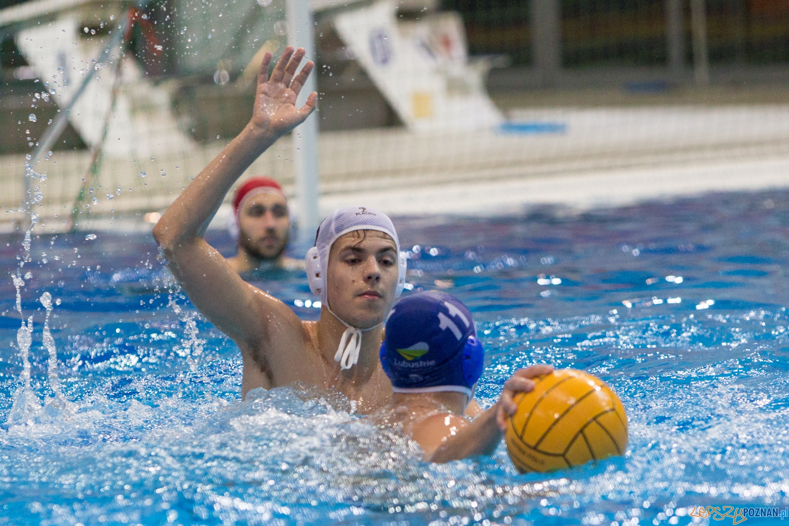 3. kolejka Ekstraklasy Piłki Wodnej - KS Waterpolo Poznań - GK Foto: lepszyPOZNAN.pl / Piotr Rychter 3. kolejka Ekstraklasy Piłki Wodnej - KS Waterpolo Poznań - GK Foto: lepszyPOZNAN.pl / Piotr Rychter