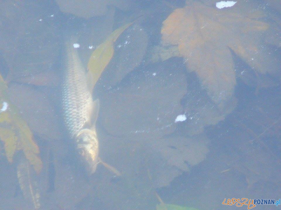 Zatruta rzeka Główna Foto: Krzysiek Mtb Zatruta rzeka Główna Foto: Krzysiek Mtb