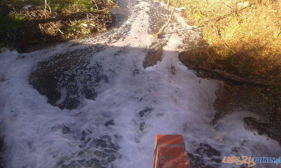 Zatruta rzeka Główna Foto: Radosław Kołpowski Zatruta rzeka Główna Foto: Radosław Kołpowski