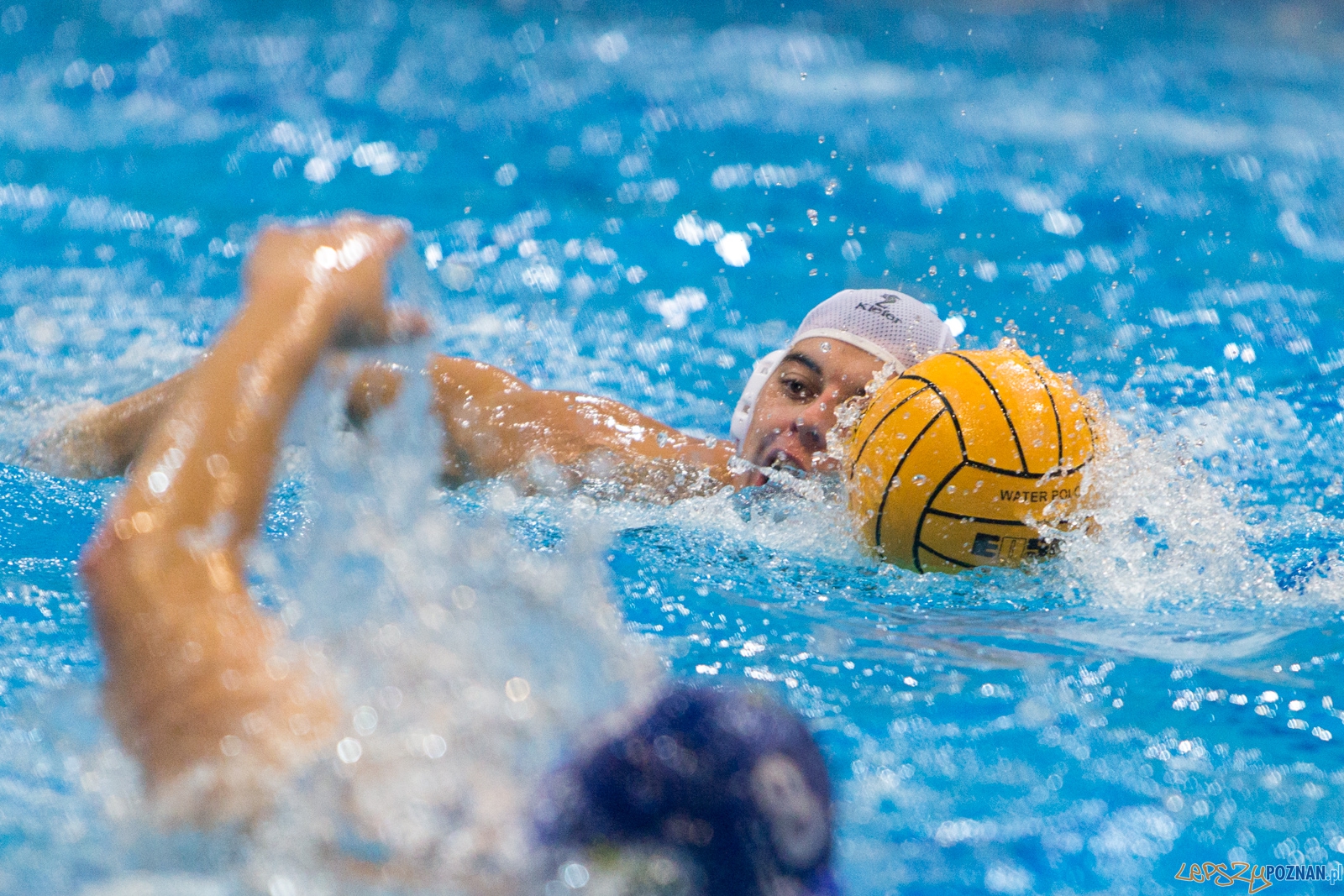 3. kolejka Ekstraklasy Piłki Wodnej - KS Waterpolo Poznań - GK Foto: lepszyPOZNAN.pl / Piotr Rychter 3. kolejka Ekstraklasy Piłki Wodnej - KS Waterpolo Poznań - GK Foto: lepszyPOZNAN.pl / Piotr Rychter
