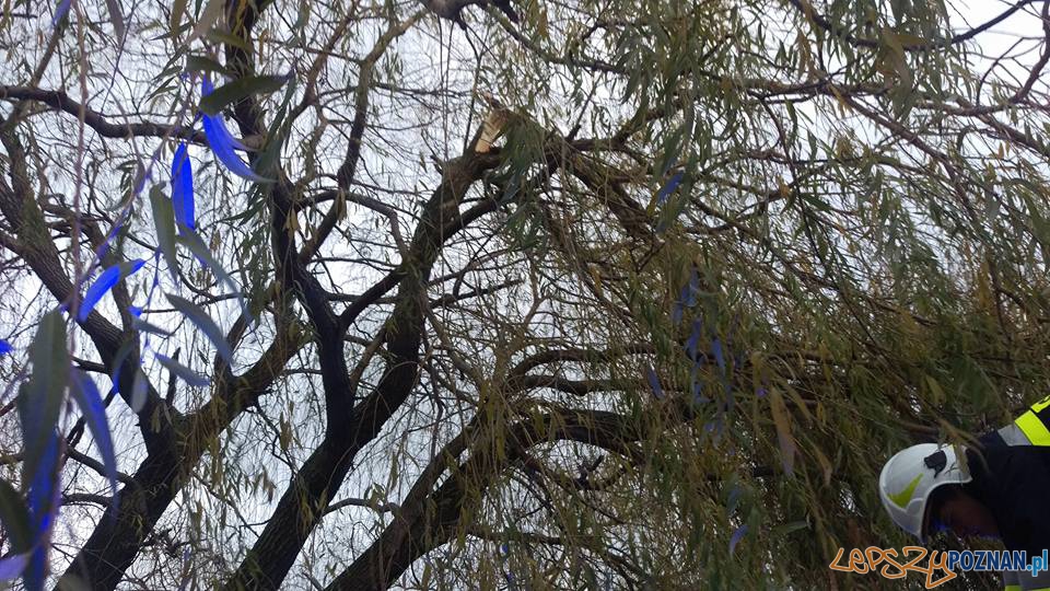 Złamany konar w Luboniu Foto: OSP Luboń Złamany konar w Luboniu Foto: OSP Luboń