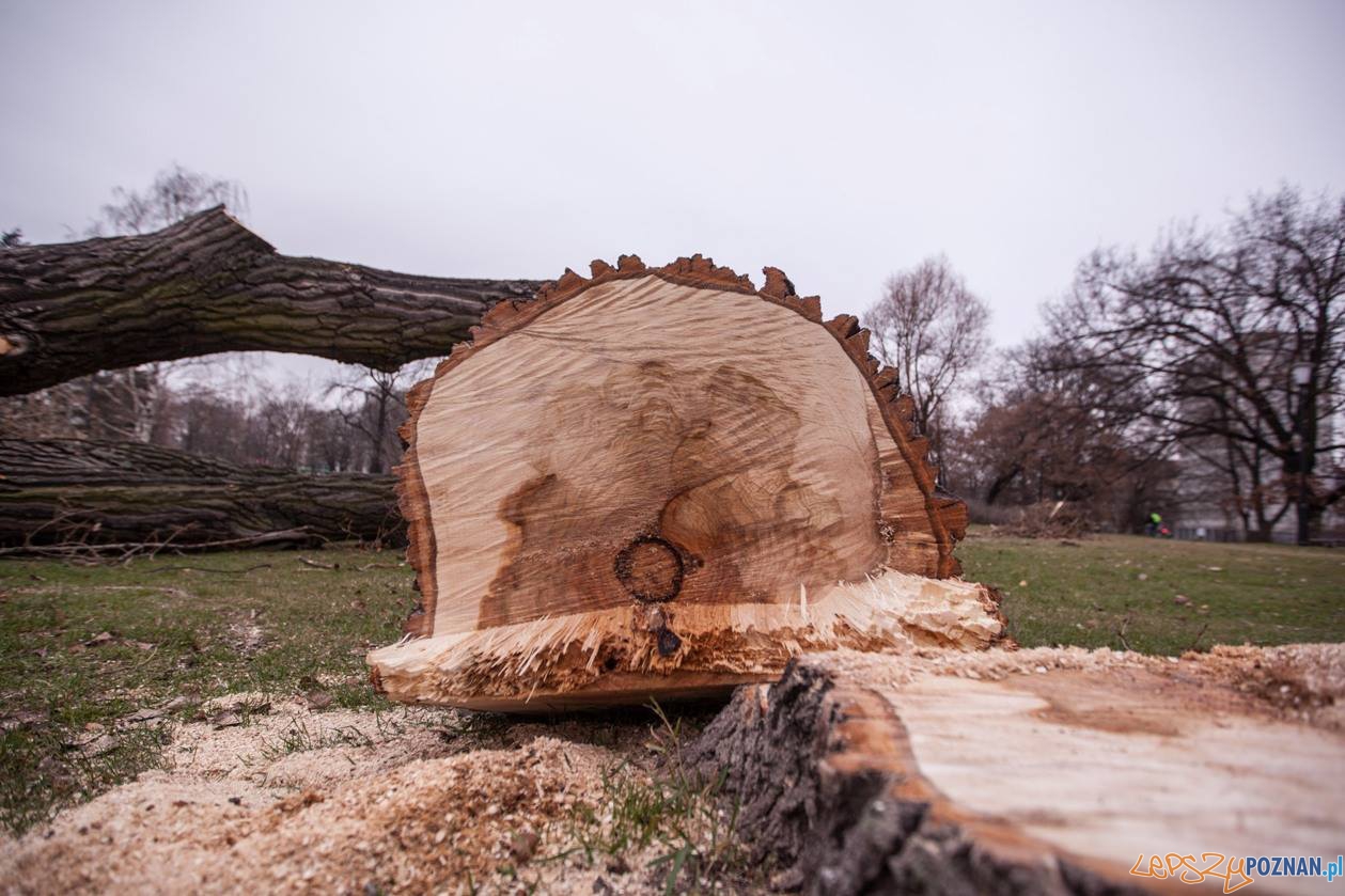 Pień drzewa Foto: Stowarzyszenie Prawo do Miasta Pień drzewa Foto: Stowarzyszenie Prawo do Miasta