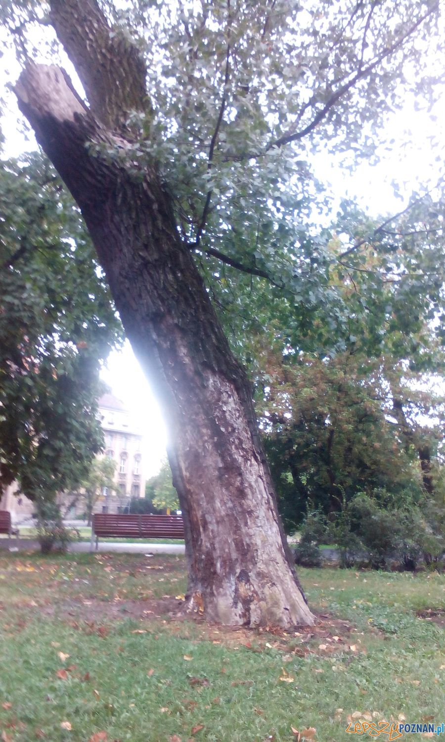 Drzewa w Parku Marcinkowskiego Foto: Drzewa w Parku Marcinkowskiego Foto: