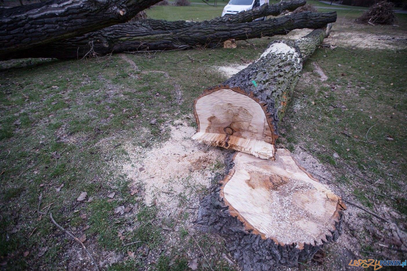 Drzewa w Parku Marcinkowskiego Foto: Stowarzyszenie Prawo do Miasta Drzewa w Parku Marcinkowskiego Foto: Stowarzyszenie Prawo do Miasta