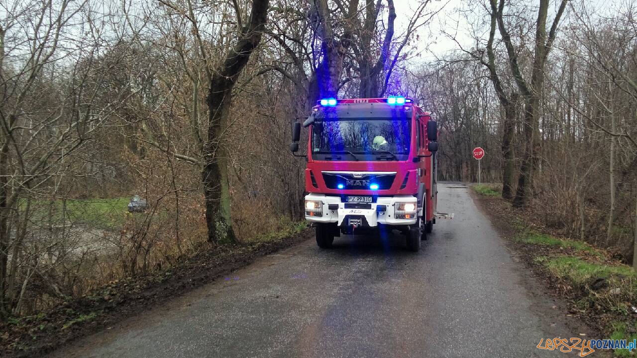 Powalone drzewo w Iwnie Foto: OSP Kostrzyn Powalone drzewo w Iwnie Foto: OSP Kostrzyn