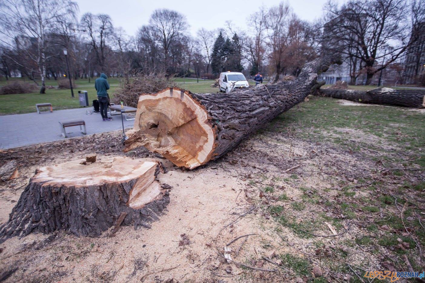 Wycięte drzewa (3) Foto: Stowarzyszenie Prawo do Miasta Wycięte drzewa (3) Foto: Stowarzyszenie Prawo do Miasta