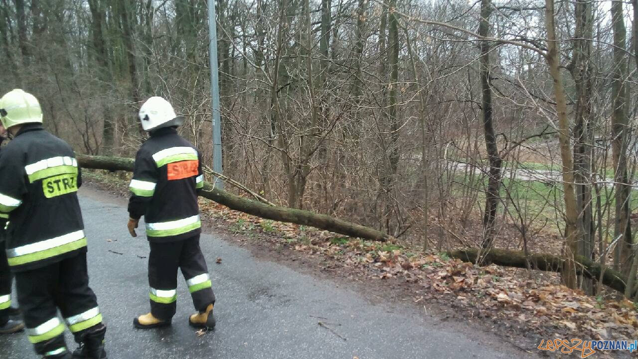 Powalone drzewo w Iwnie Foto: OSP Kostrzyn Powalone drzewo w Iwnie Foto: OSP Kostrzyn