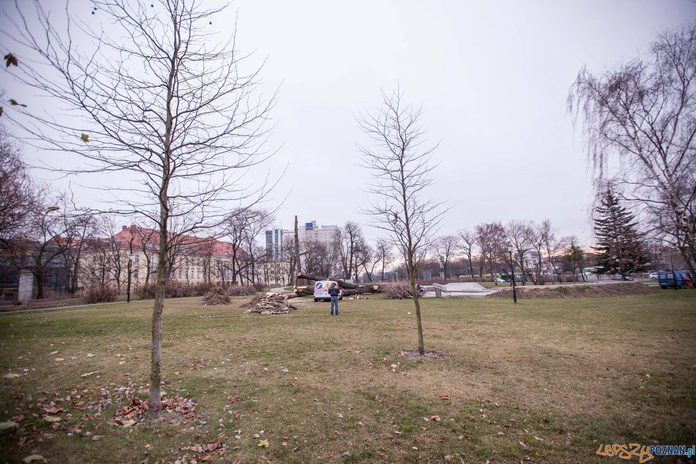 Wycięte drzewa (4) Foto: Stowarzyszenie Prawo do Miasta Wycięte drzewa (4) Foto: Stowarzyszenie Prawo do Miasta