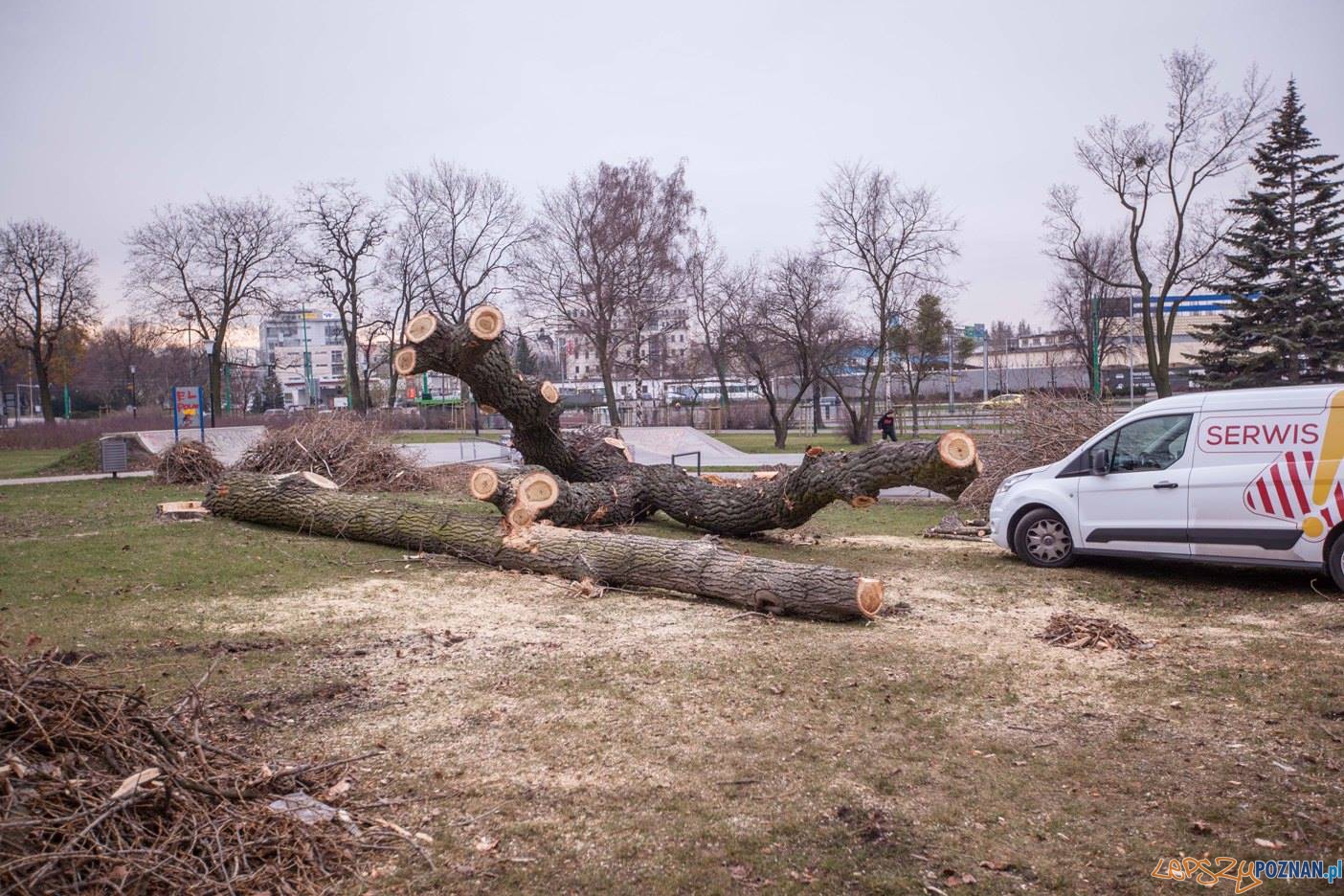 Wycięte drzewa (1) Foto: Stowarzyszenie Prawo do Miasta Wycięte drzewa (1) Foto: Stowarzyszenie Prawo do Miasta
