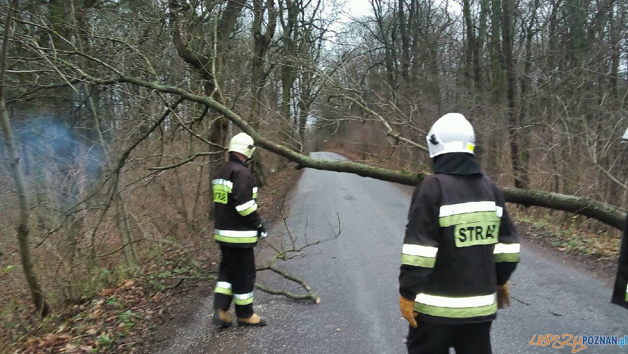 Powalone drzewo w Iwnie Foto: OSP Kostrzyn Powalone drzewo w Iwnie Foto: OSP Kostrzyn