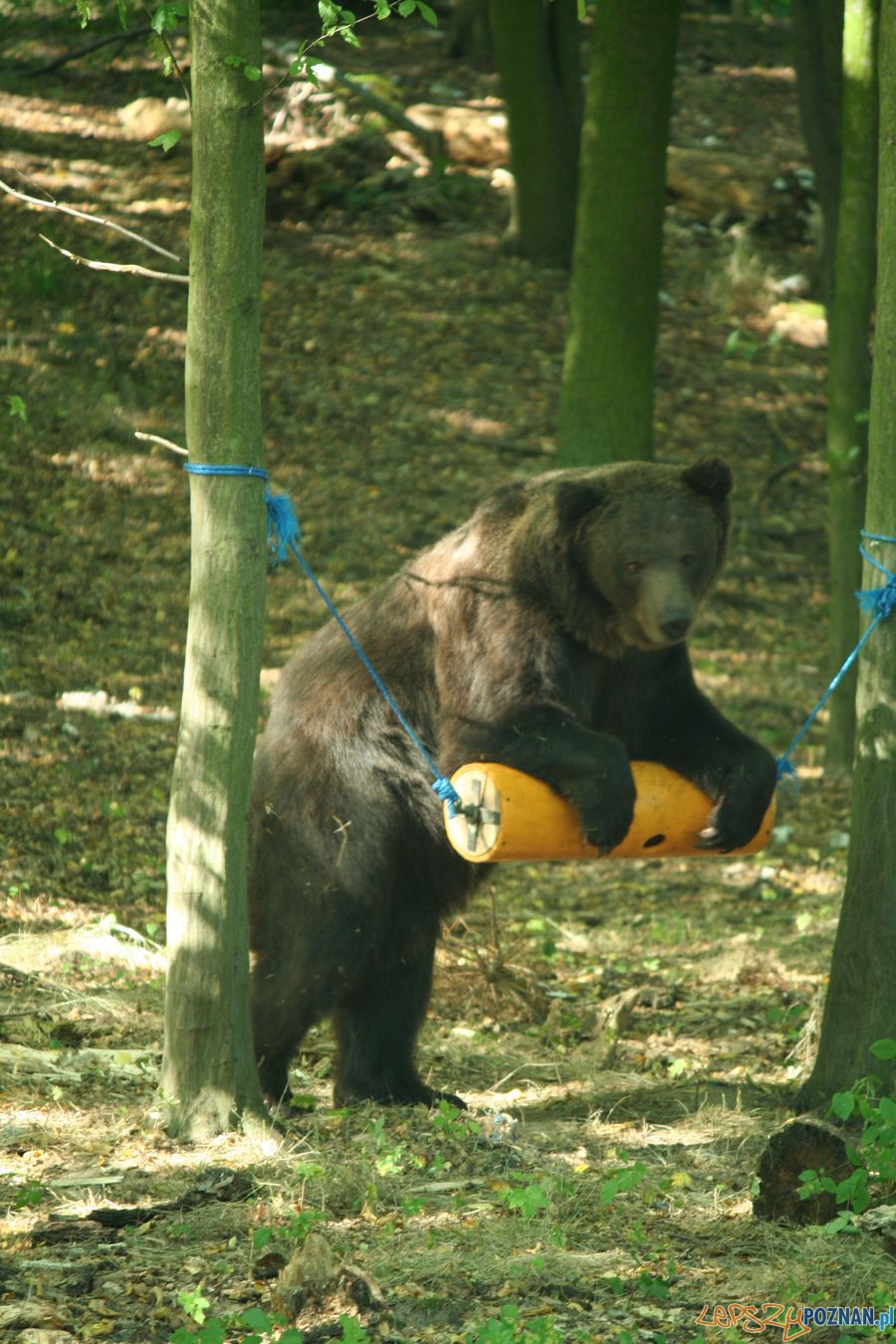 Niedźwiedź Misza z poznańskiego ZOO Foto: ZOO Poznań Niedźwiedź Misza z poznańskiego ZOO Foto: ZOO Poznań