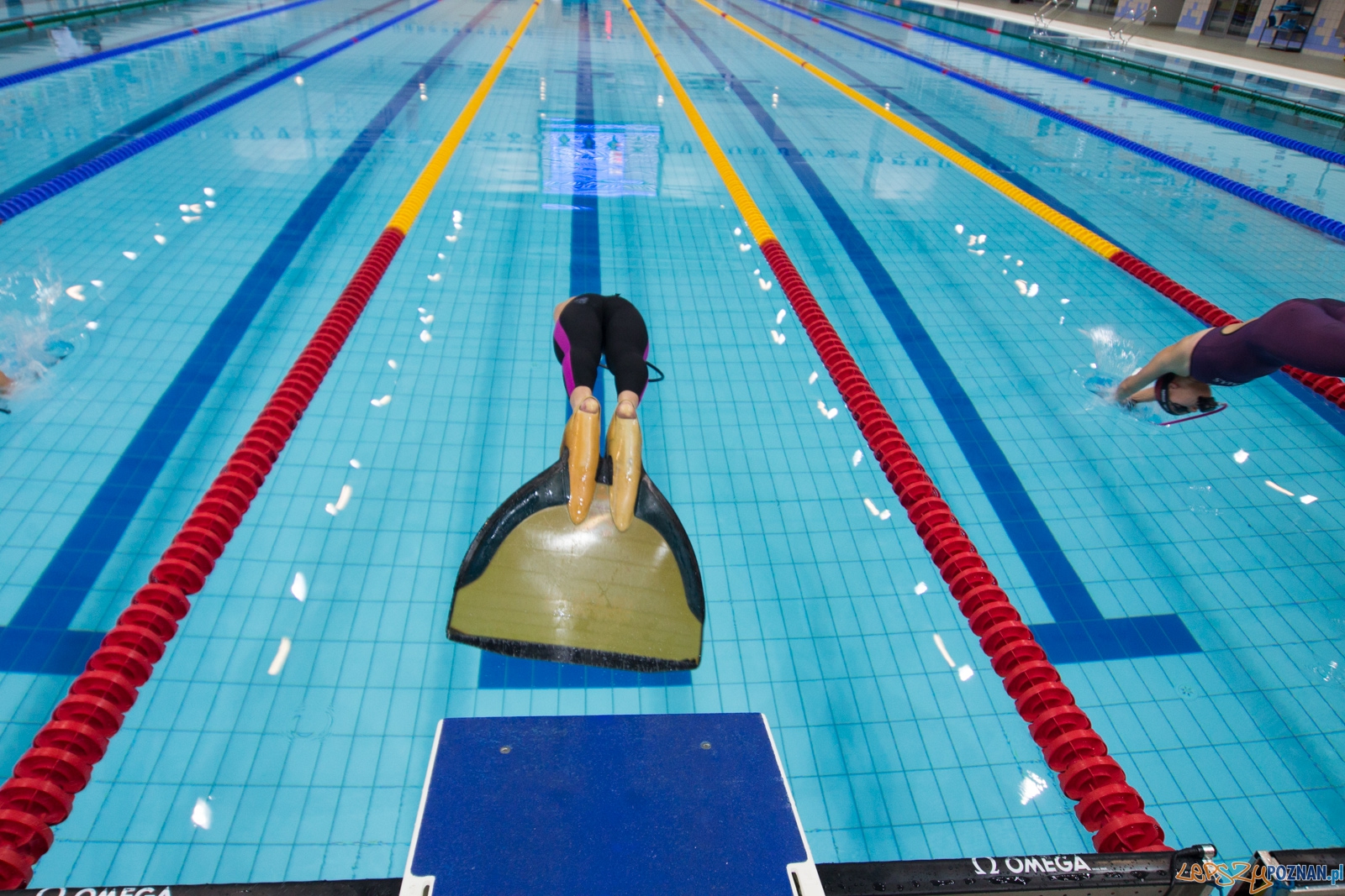 Puchar Świata Seniorów i Junioró w Pletwonurkowaniu Foto: lepszyPOZNAN.pl / Piotr Rychter Puchar Świata Seniorów i Junioró w Pletwonurkowaniu Foto: lepszyPOZNAN.pl / Piotr Rychter