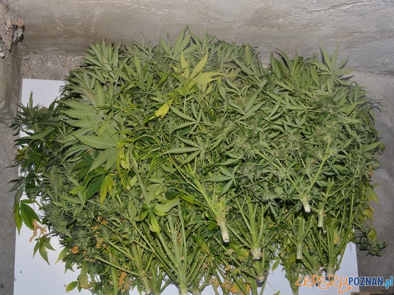 Policja z Nowego Tomyśla odkryła plantację narkotyków Foto: KWP Policja z Nowego Tomyśla odkryła plantację narkotyków Foto: KWP