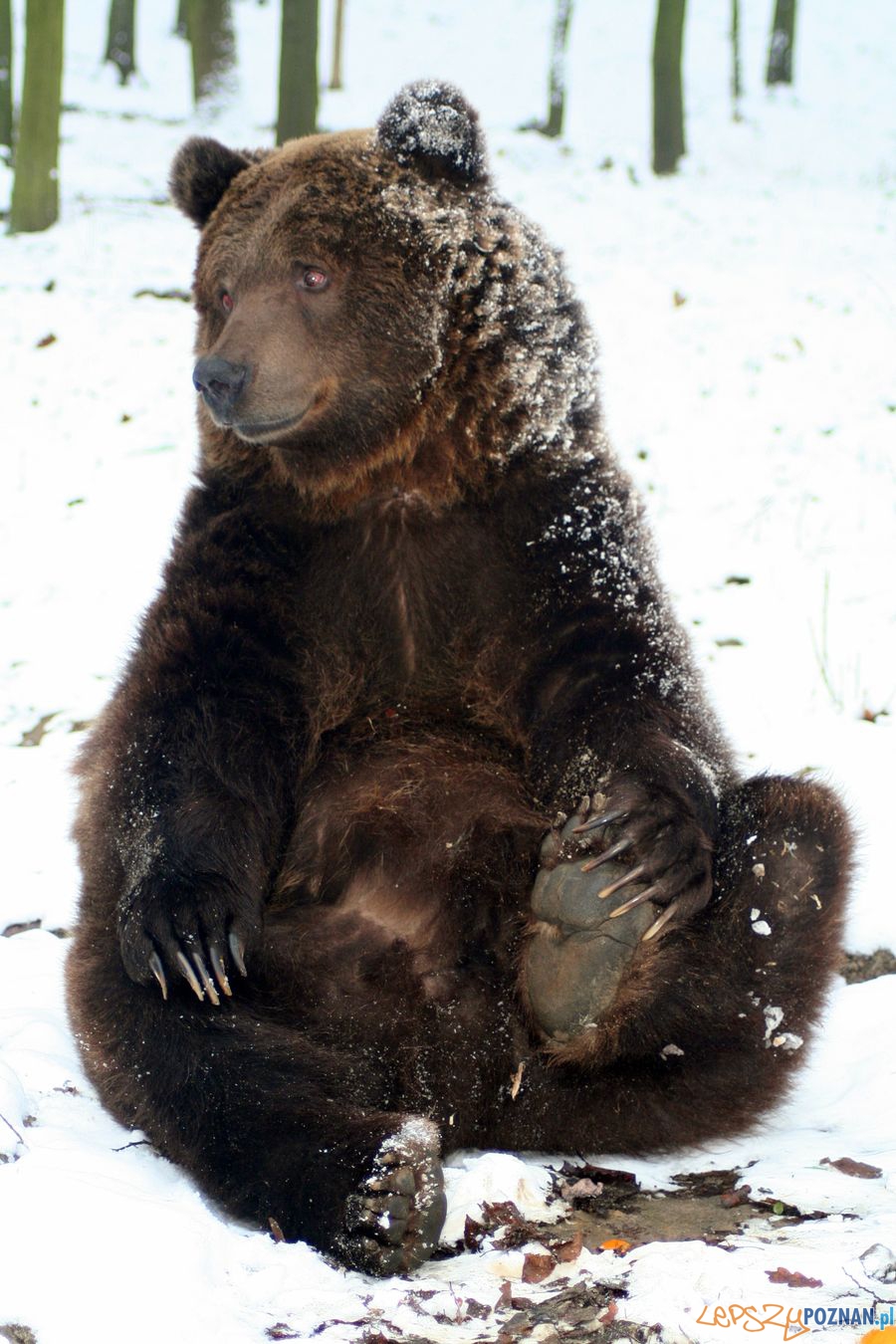 Niedźwiedź Misza z poznańskiego ZOO Foto: ZOO Poznań Niedźwiedź Misza z poznańskiego ZOO Foto: ZOO Poznań