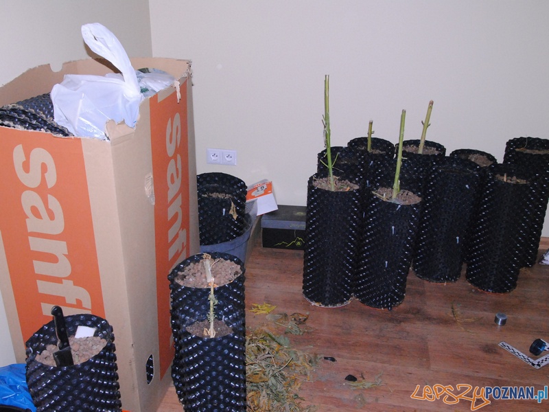 Hodowla konopi indyjskich na Wildzie zlikwidowana Foto: KWP w Poznaniu Hodowla konopi indyjskich na Wildzie zlikwidowana Foto: KWP w Poznaniu