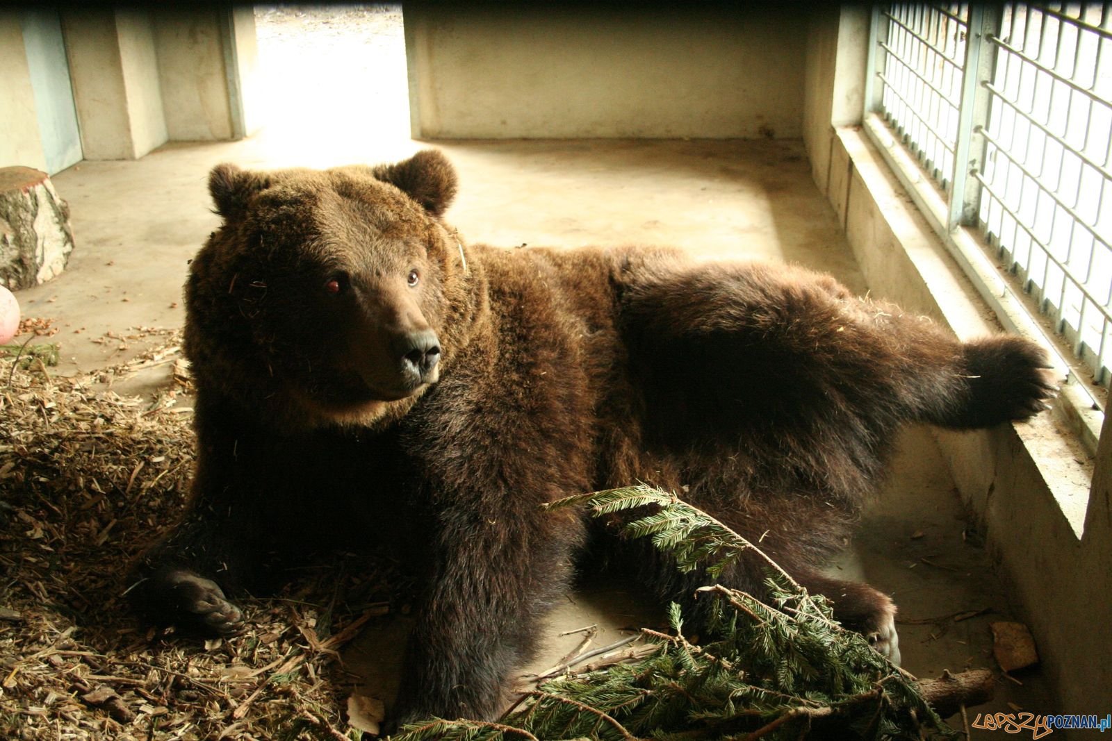 Niedźwiedź Misza z poznańskiego ZOO Foto: ZOO Poznań Niedźwiedź Misza z poznańskiego ZOO Foto: ZOO Poznań
