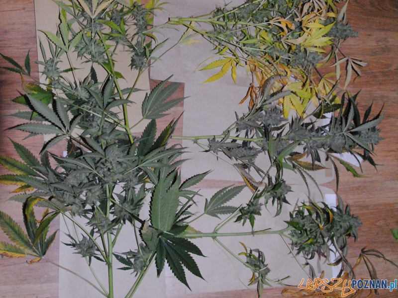 Hodowla konopi indyjskich na Wildzie zlikwidowana Foto: KWP w Poznaniu Hodowla konopi indyjskich na Wildzie zlikwidowana Foto: KWP w Poznaniu