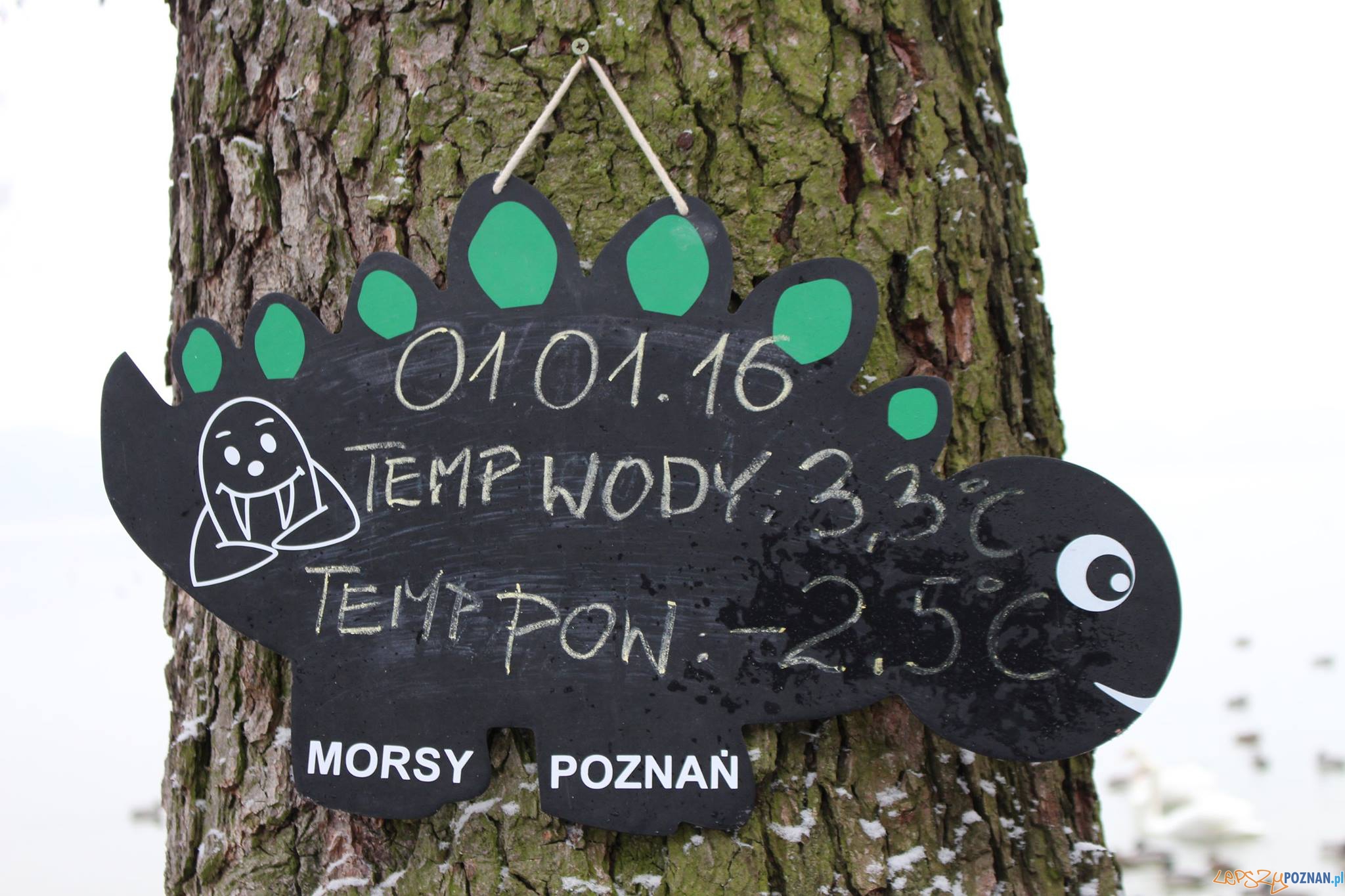 Poznanskie morsy (1) Foto: Morsy Poznan / facebook Poznanskie morsy (1) Foto: Morsy Poznan / facebook