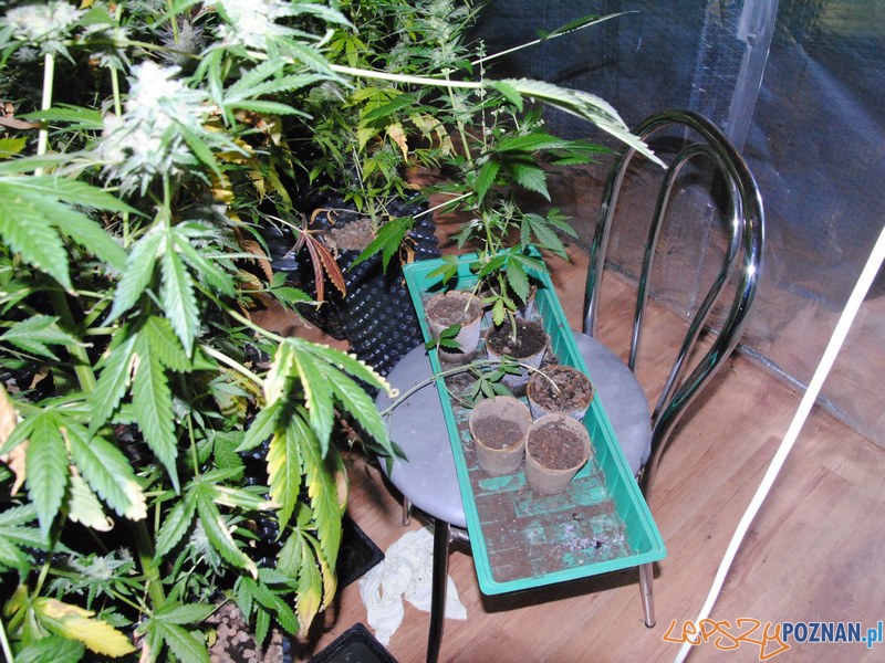 Hodowla konopi indyjskich na Wildzie zlikwidowana Foto: KWP w Poznaniu Hodowla konopi indyjskich na Wildzie zlikwidowana Foto: KWP w Poznaniu