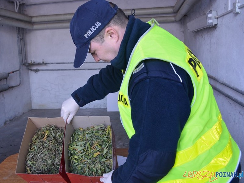 Policja z Nowego Tomyśla odkryła plantację narkotyków Foto: KWP Policja z Nowego Tomyśla odkryła plantację narkotyków Foto: KWP