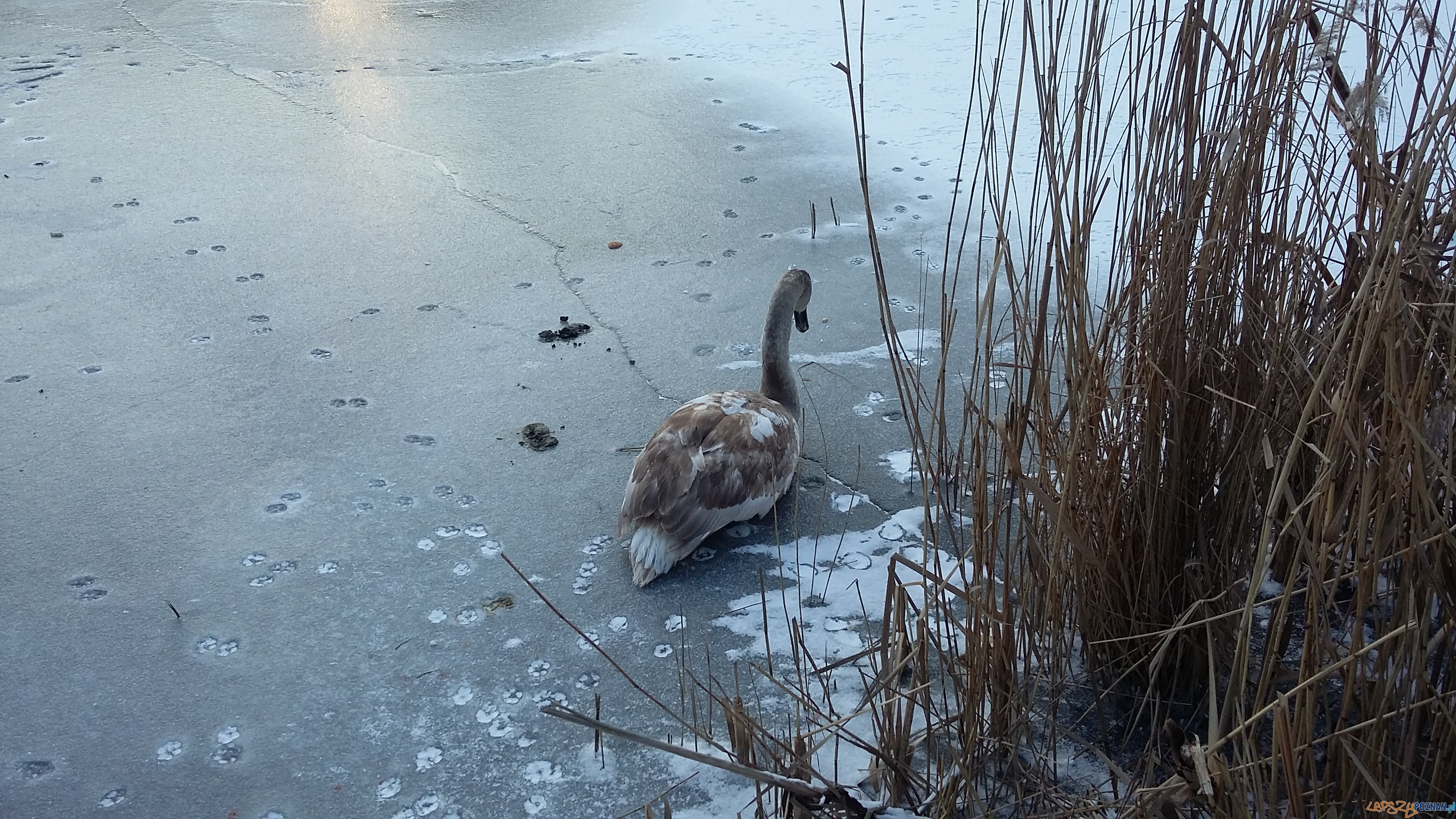 Szybka migawka - niedzielny spacer Foto: lepszyPOZNAN Szybka migawka - niedzielny spacer Foto: lepszyPOZNAN