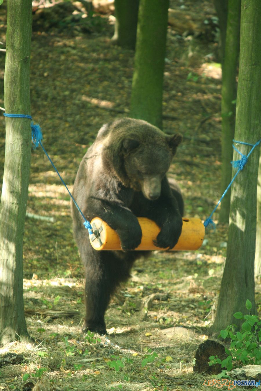 Niedźwiedź Misza z poznańskiego ZOO Foto: ZOO Poznań Niedźwiedź Misza z poznańskiego ZOO Foto: ZOO Poznań