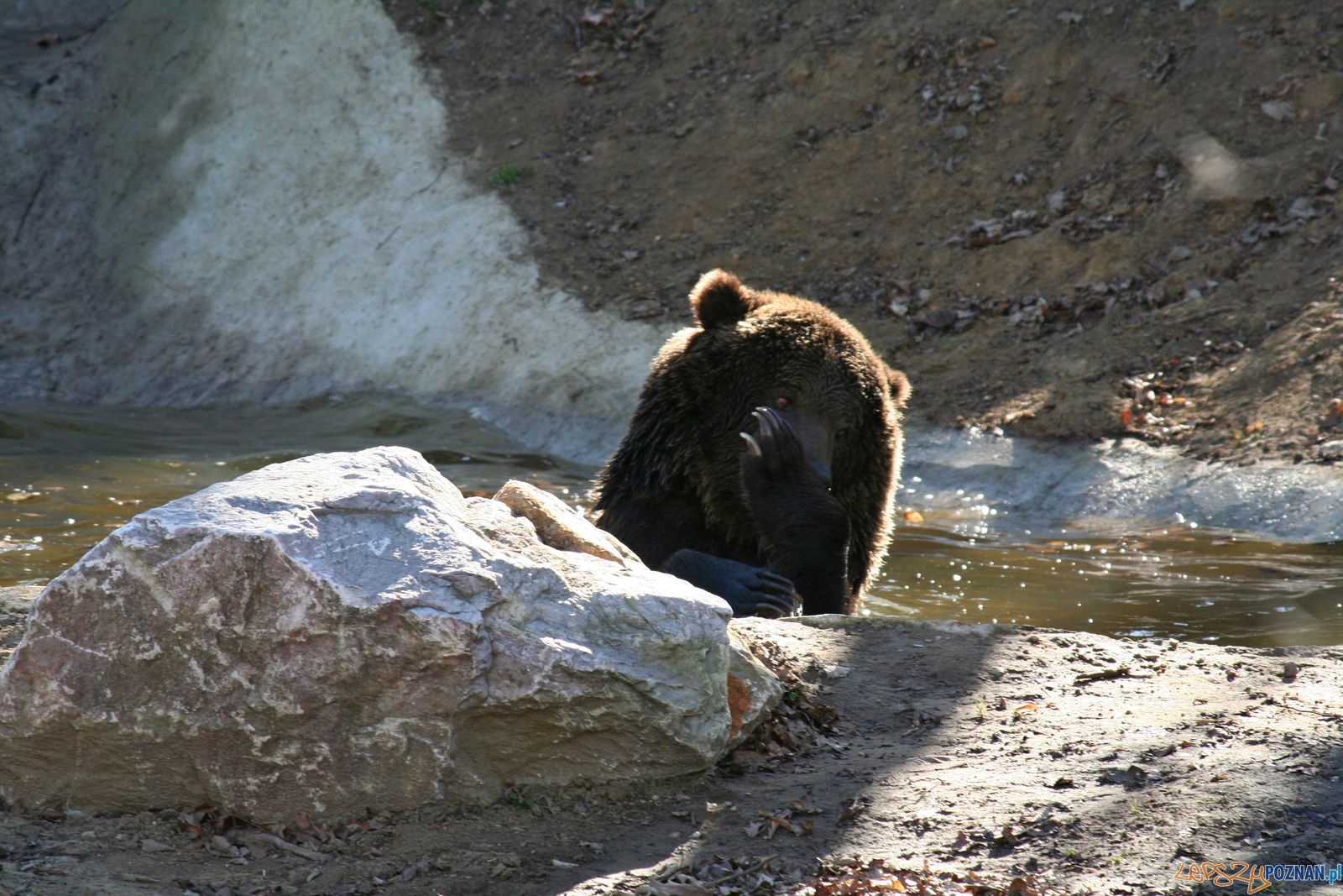 Niedźwiedź Misza z poznańskiego ZOO Foto: ZOO Poznań Niedźwiedź Misza z poznańskiego ZOO Foto: ZOO Poznań