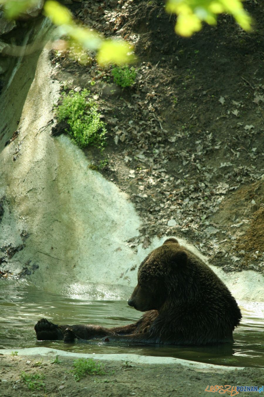 Niedźwiedź Misza z poznańskiego ZOO Foto: ZOO Poznań Niedźwiedź Misza z poznańskiego ZOO Foto: ZOO Poznań