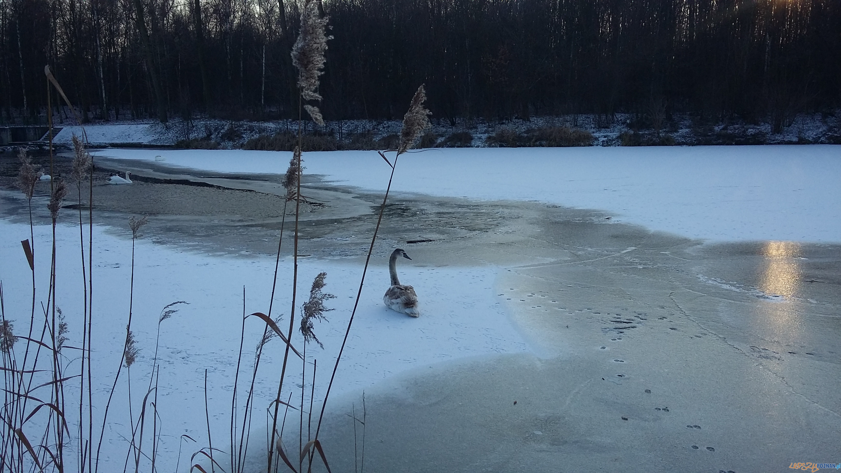 Szybka migawka - niedzielny spacer Foto: lepszyPOZNAN Szybka migawka - niedzielny spacer Foto: lepszyPOZNAN