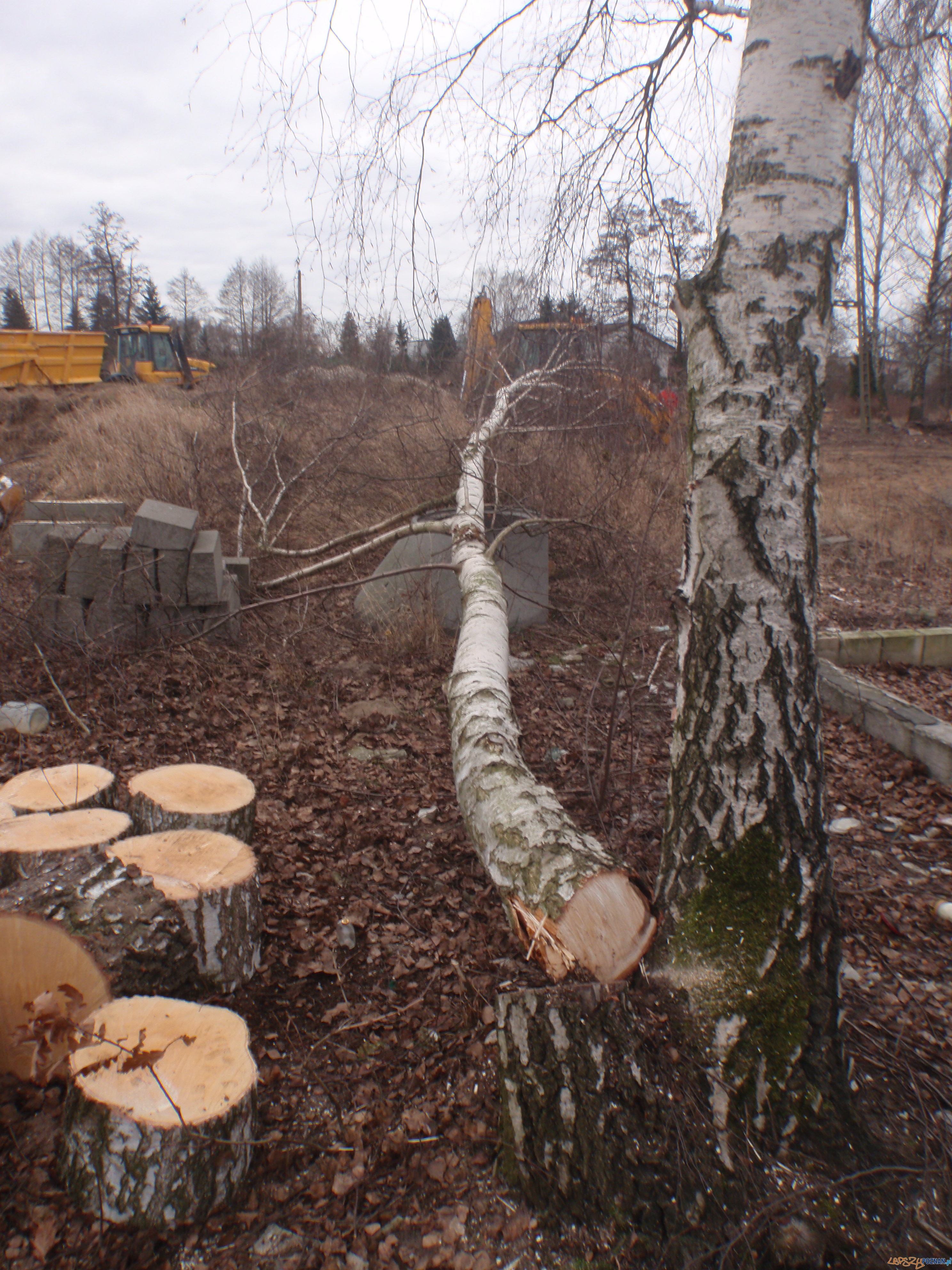 Nielegalna wycinka drzew na Podolanach Foto: Straż Miejska Miasta Poznania Nielegalna wycinka drzew na Podolanach Foto: Straż Miejska Miasta Poznania