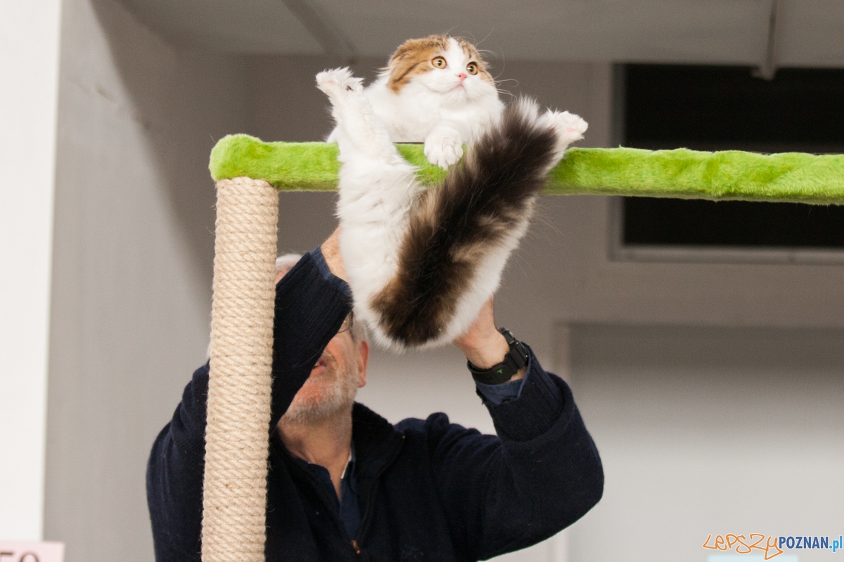 Wystawa kotów rasowych (20.02.2016) MTP Foto: © lepszyPOZNAN.pl / Karolina Kiraga Wystawa kotów rasowych (20.02.2016) MTP Foto: © lepszyPOZNAN.pl / Karolina Kiraga