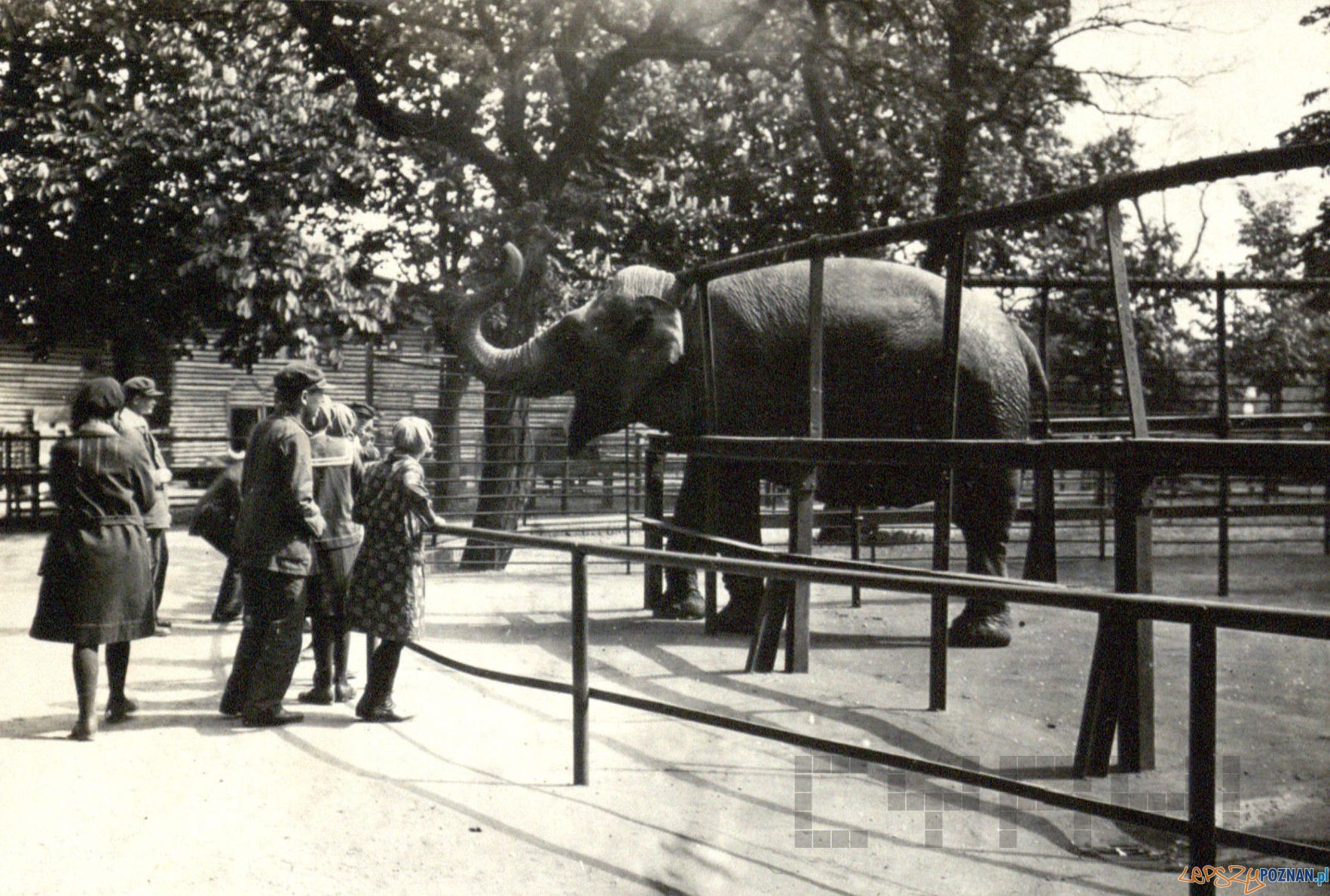Uczniowie Zakładu dla Głuchoniemych na Śródce w ZOO - 1930 Foto: Cyryl / Archiwum Zakładu dla Głuchoniemych na Śródce Uczniowie Zakładu dla Głuchoniemych na Śródce w ZOO - 1930 Foto: Cyryl / Archiwum Zakładu dla Głuchoniemych na Śródce