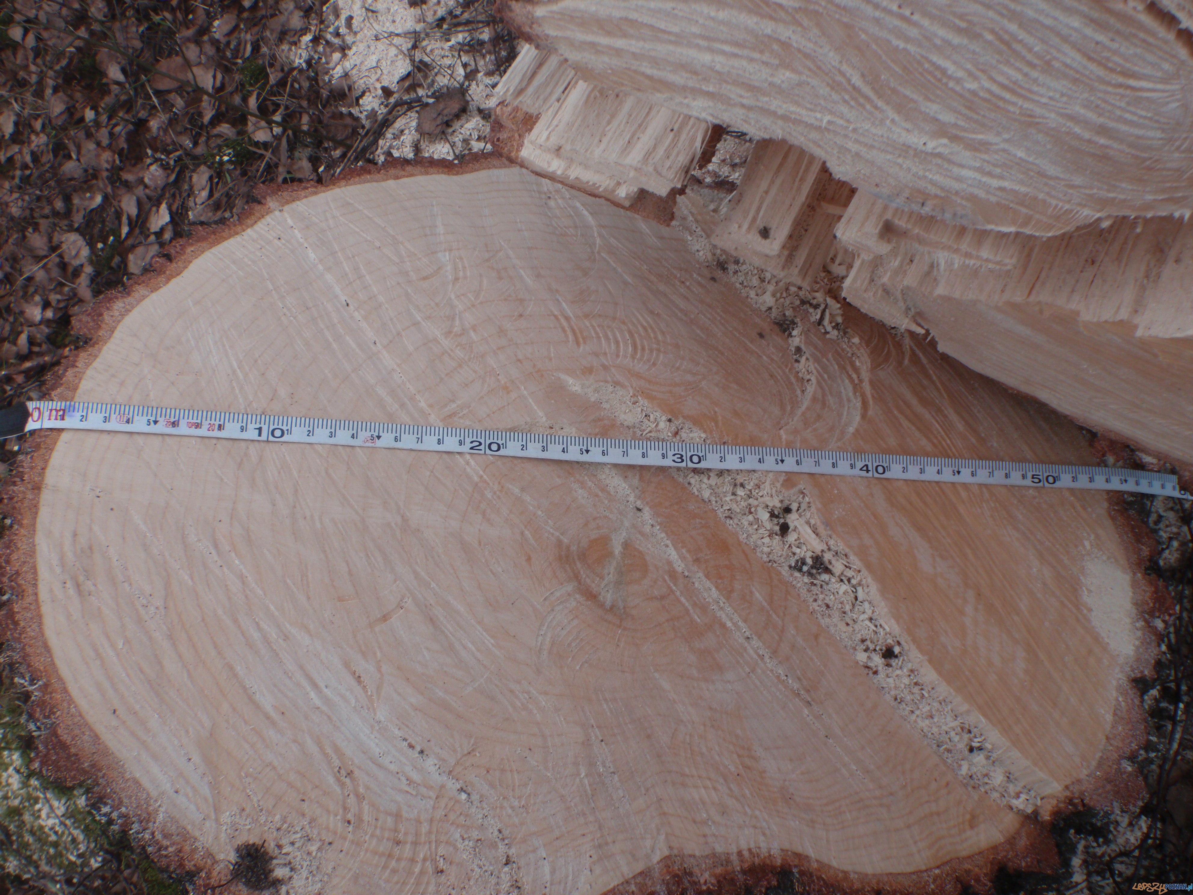 Nielegalna wycinka drzew na Podolanach Foto: Straż Miejska Miasta Poznania Nielegalna wycinka drzew na Podolanach Foto: Straż Miejska Miasta Poznania