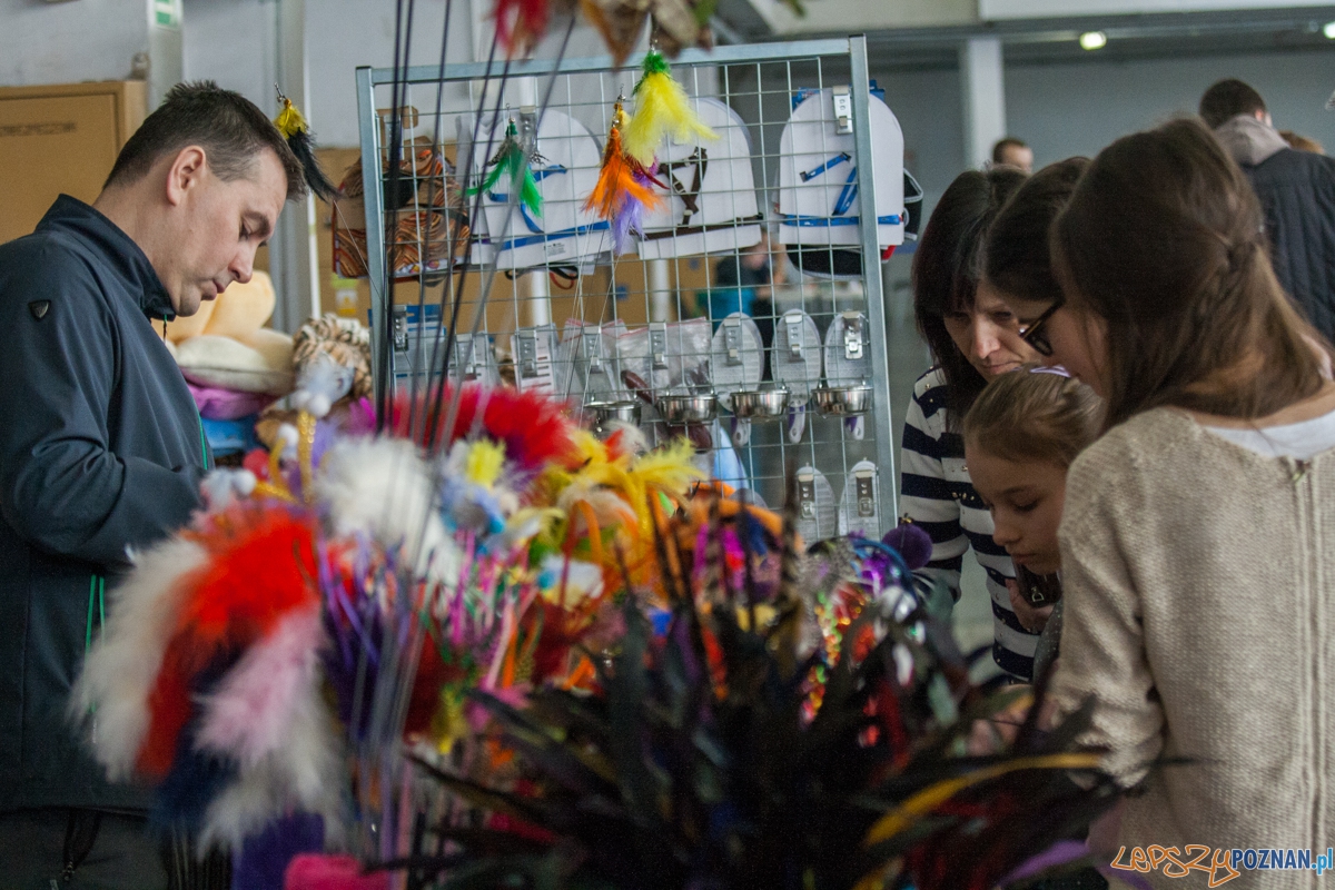 Wystawa kotów rasowych (20.02.2016) MTP Foto: © lepszyPOZNAN.pl / Karolina Kiraga Wystawa kotów rasowych (20.02.2016) MTP Foto: © lepszyPOZNAN.pl / Karolina Kiraga