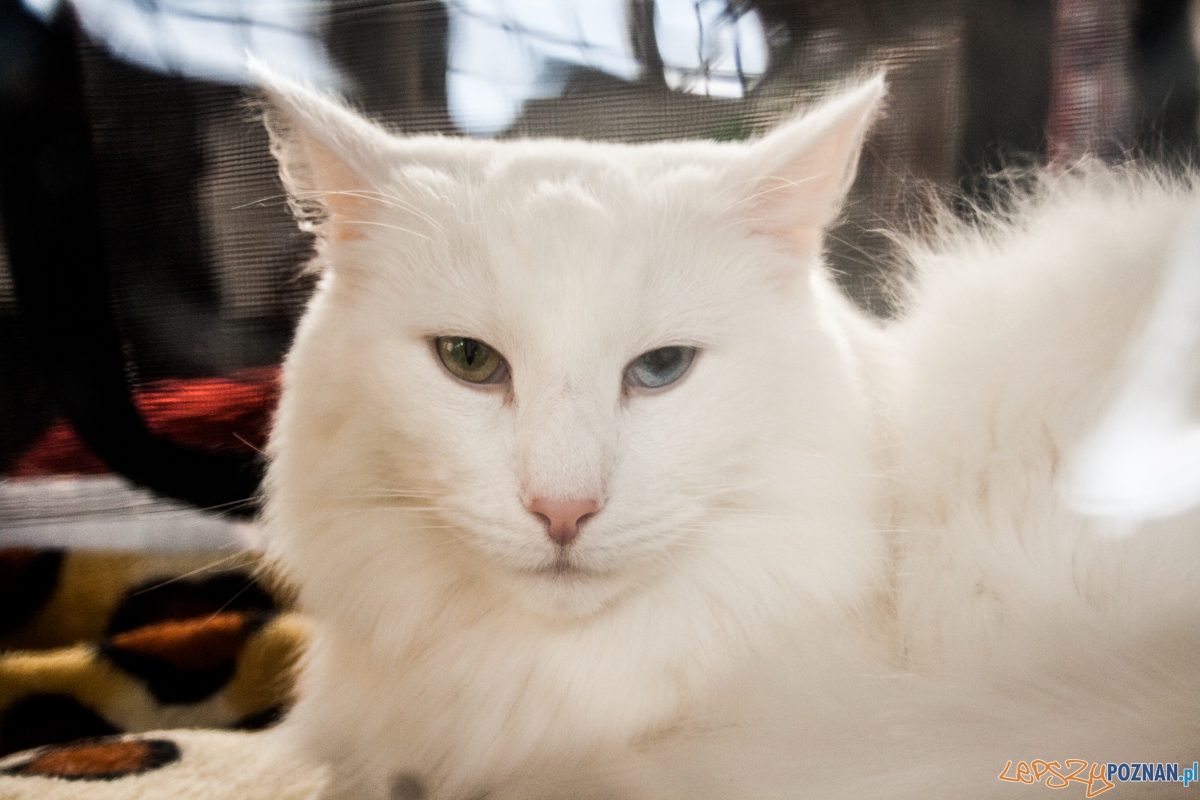 Wystawa kotów rasowych (20.02.2016) MTP Foto: © lepszyPOZNAN.pl / Karolina Kiraga Wystawa kotów rasowych (20.02.2016) MTP Foto: © lepszyPOZNAN.pl / Karolina Kiraga