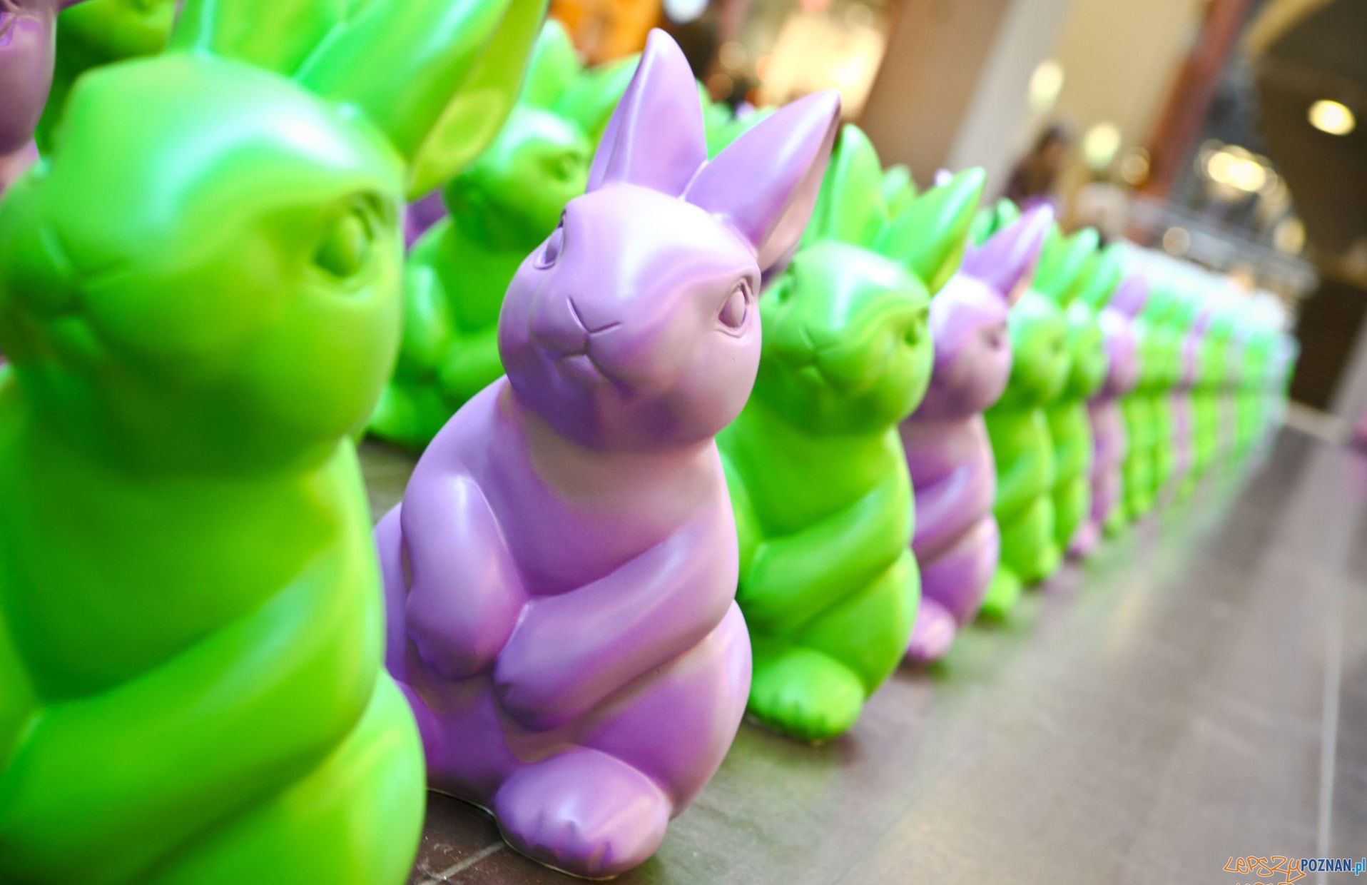 Zające Starego Browaru Foto: Piotr Richter Zające Starego Browaru Foto: Piotr Richter