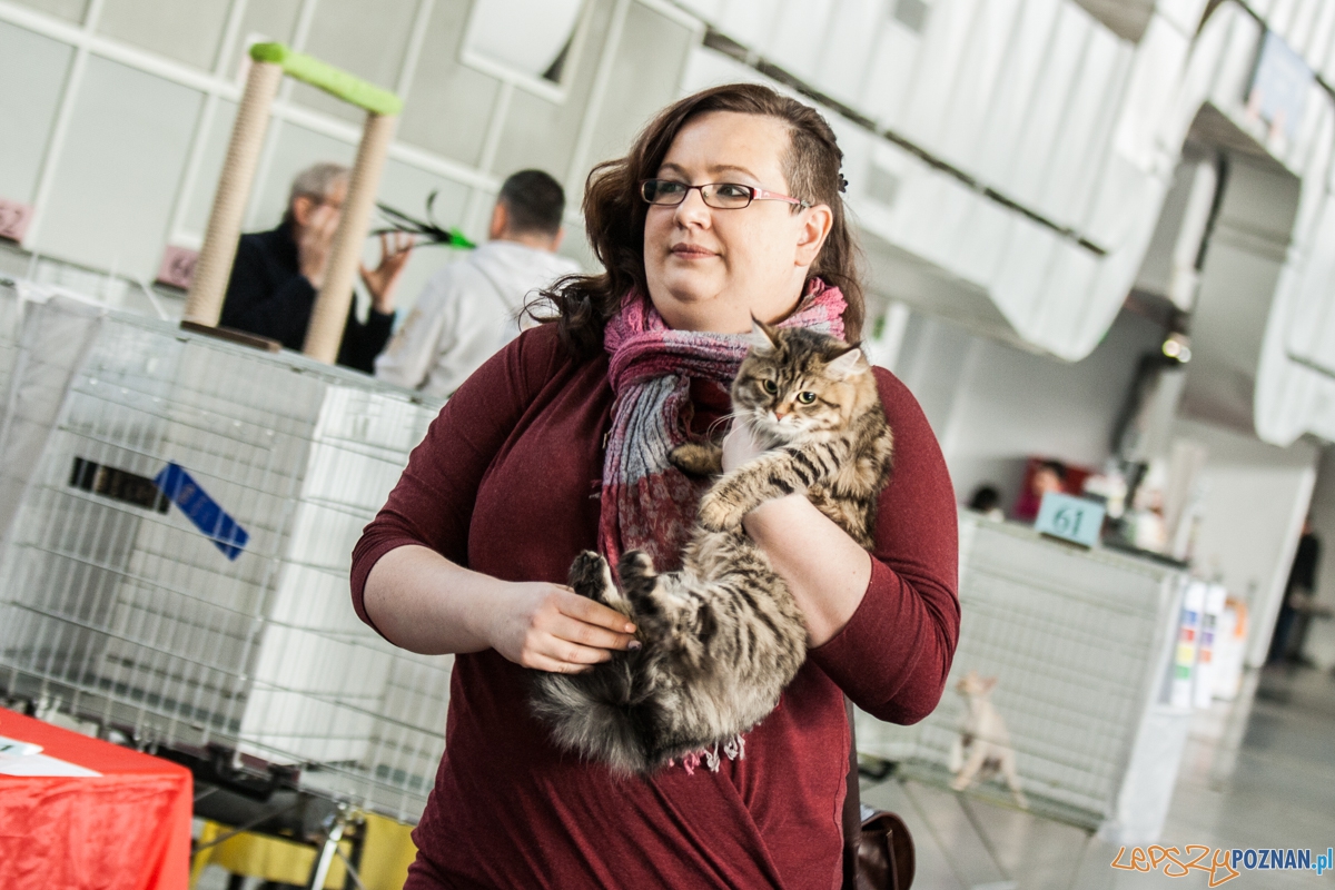 Wystawa kotów rasowych (20.02.2016) MTP Foto: © lepszyPOZNAN.pl / Karolina Kiraga Wystawa kotów rasowych (20.02.2016) MTP Foto: © lepszyPOZNAN.pl / Karolina Kiraga