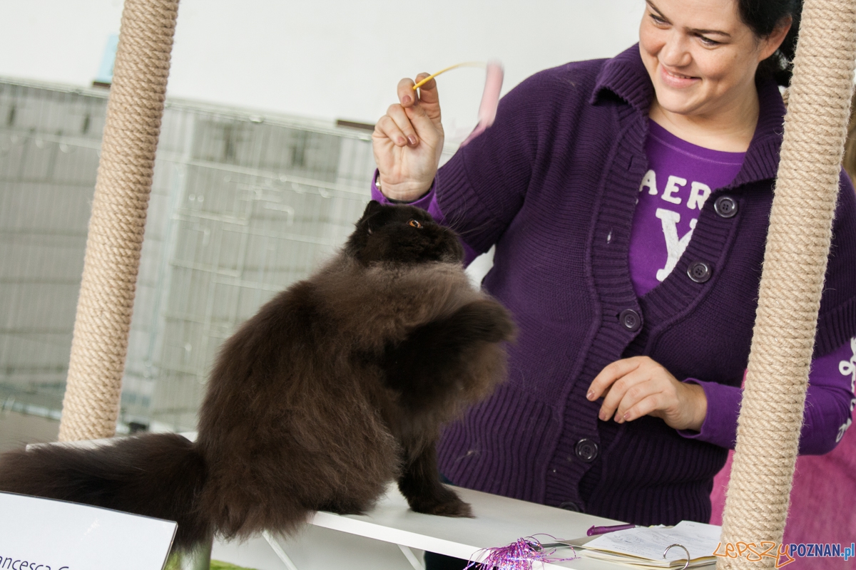 Wystawa kotów rasowych (20.02.2016) MTP Foto: © lepszyPOZNAN.pl / Karolina Kiraga Wystawa kotów rasowych (20.02.2016) MTP Foto: © lepszyPOZNAN.pl / Karolina Kiraga