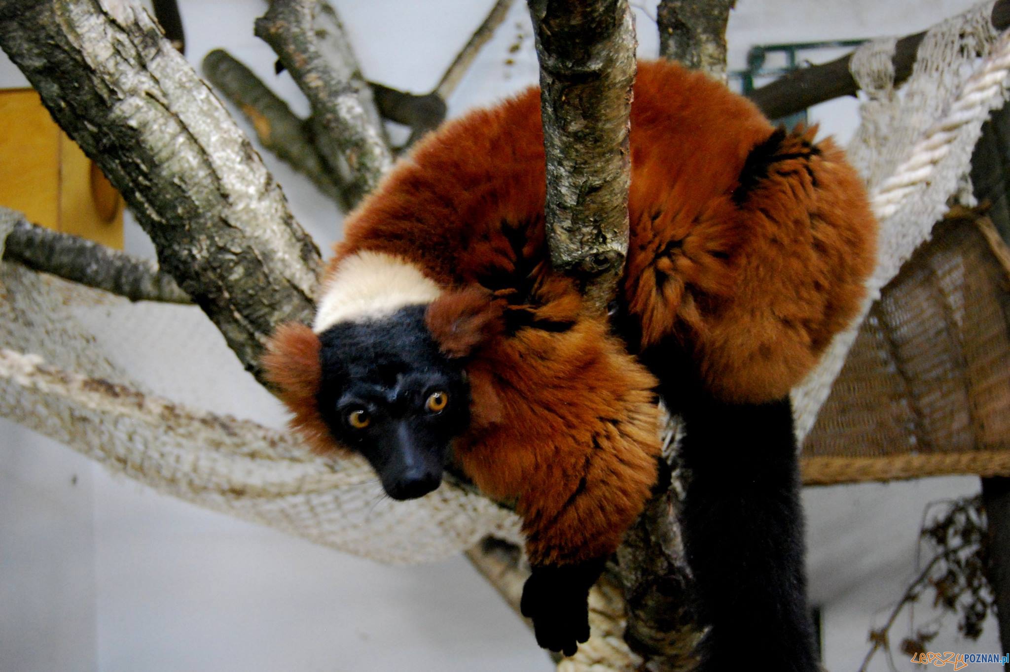 Lemur z ZOO Foto: ZOO Poznań Lemur z ZOO Foto: ZOO Poznań