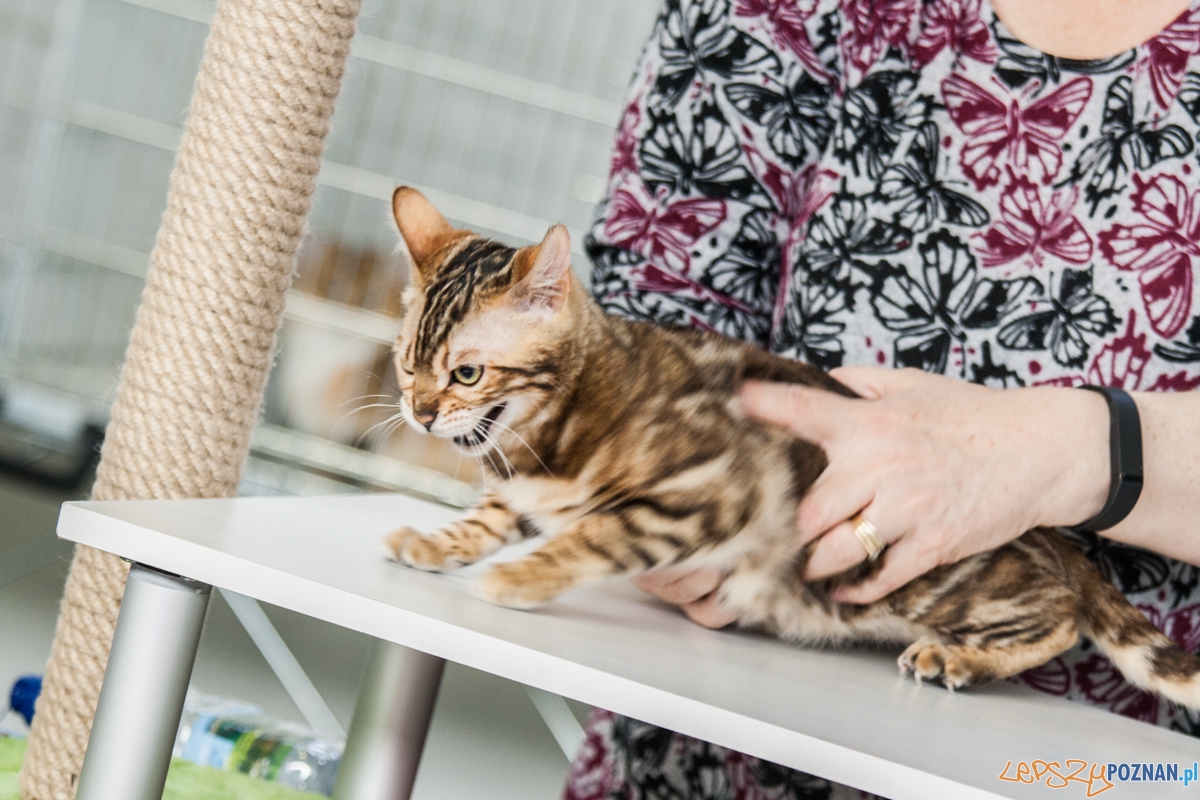 Wystawa kotów rasowych (20.02.2016) MTP Foto: © lepszyPOZNAN.pl / Karolina Kiraga Wystawa kotów rasowych (20.02.2016) MTP Foto: © lepszyPOZNAN.pl / Karolina Kiraga