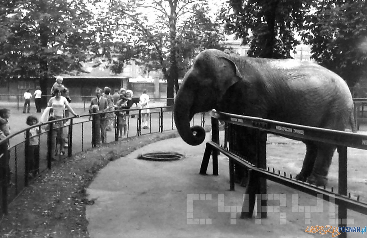 Słonica Kinga w ZOO - 1974 Foto: Adam Adamkiewicz / Cyryl Słonica Kinga w ZOO - 1974 Foto: Adam Adamkiewicz / Cyryl