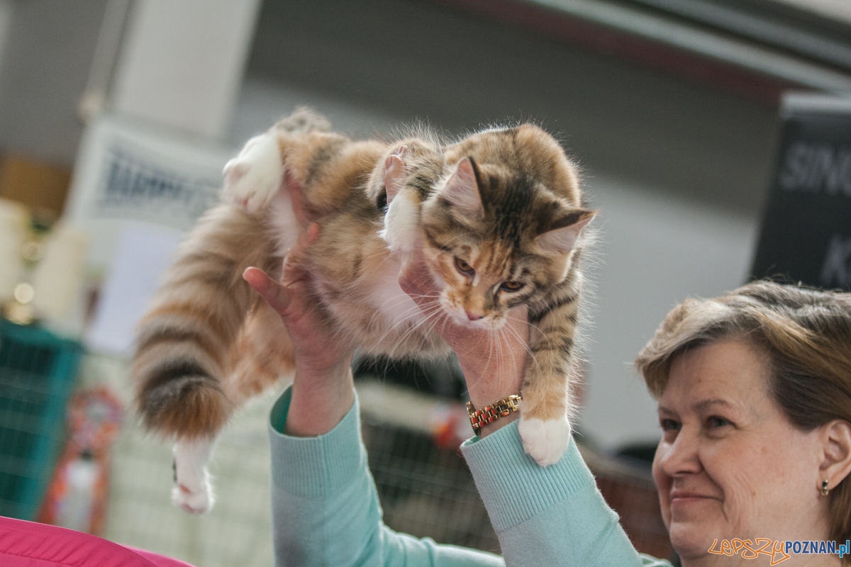 Wystawa kotów rasowych (20.02.2016) MTP Foto: © lepszyPOZNAN.pl / Karolina Kiraga Wystawa kotów rasowych (20.02.2016) MTP Foto: © lepszyPOZNAN.pl / Karolina Kiraga