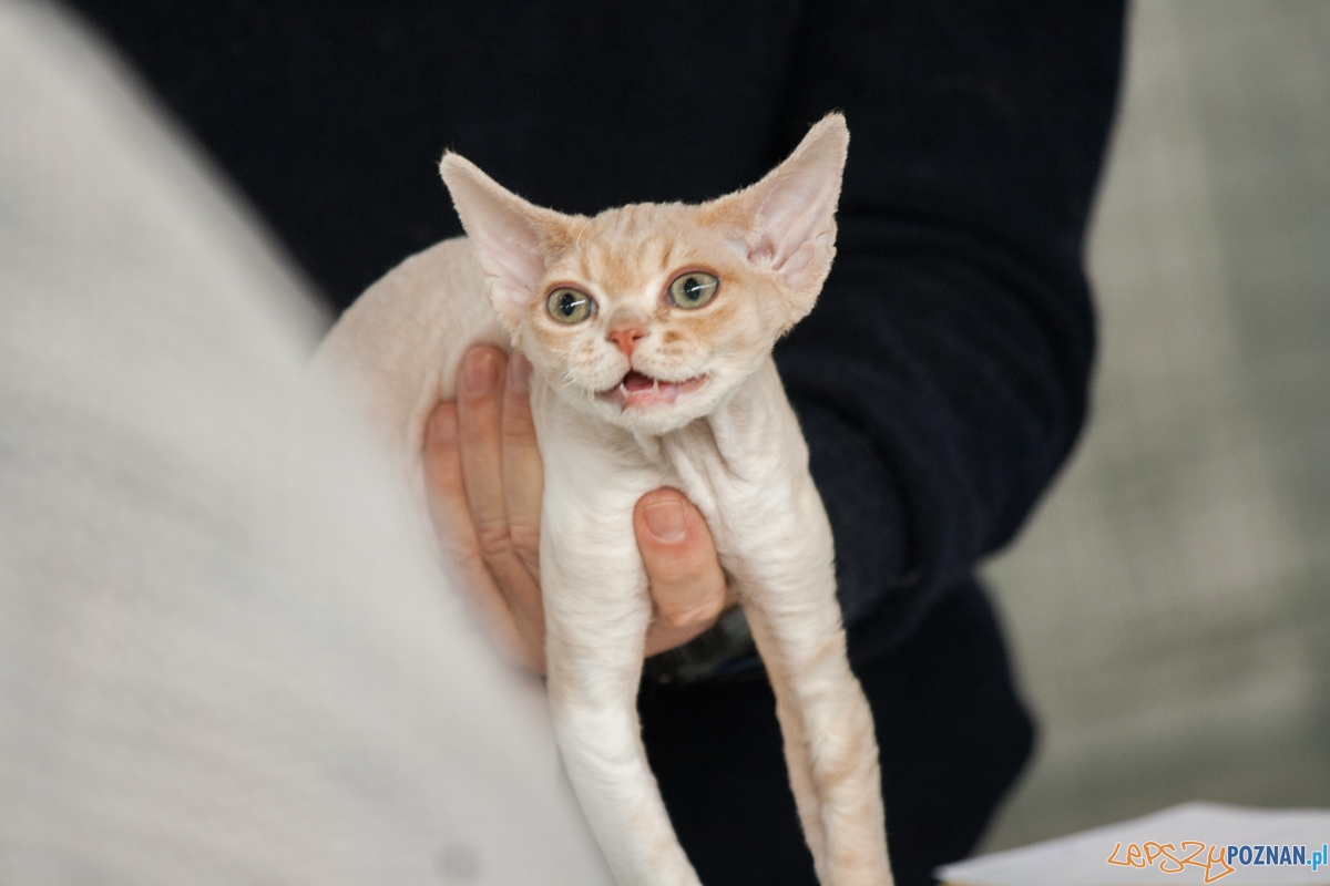 Wystawa kotów rasowych (20.02.2016) MTP Foto: © lepszyPOZNAN.pl / Karolina Kiraga Wystawa kotów rasowych (20.02.2016) MTP Foto: © lepszyPOZNAN.pl / Karolina Kiraga