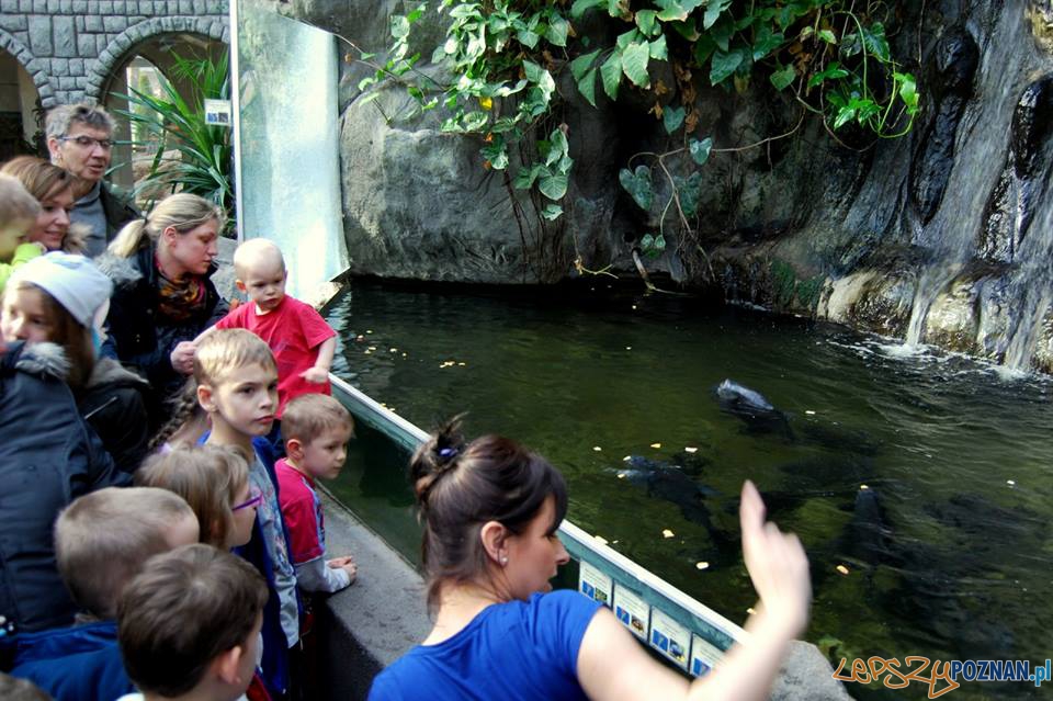 Pora karmienia pirani Foto: ZOO - materiały prasowe Pora karmienia pirani Foto: ZOO - materiały prasowe
