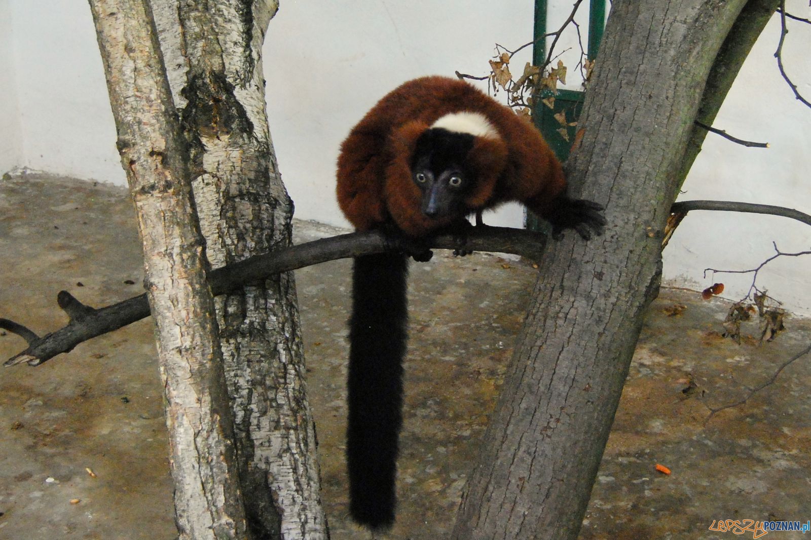 Lemur wari - Jessie Foto: ZOO Poznań Lemur wari - Jessie Foto: ZOO Poznań