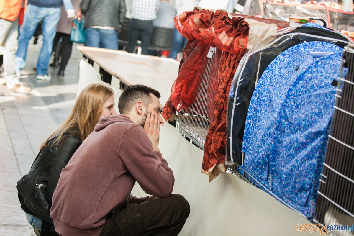 Wystawa kotów rasowych (20.02.2016) MTP Foto: © lepszyPOZNAN.pl / Karolina Kiraga Wystawa kotów rasowych (20.02.2016) MTP Foto: © lepszyPOZNAN.pl / Karolina Kiraga