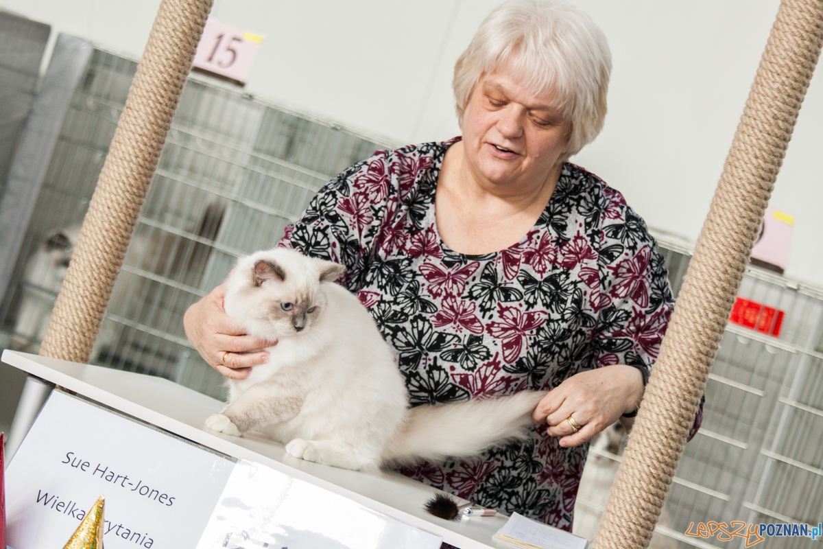 Wystawa kotów rasowych (20.02.2016) MTP Foto: © lepszyPOZNAN.pl / Karolina Kiraga Wystawa kotów rasowych (20.02.2016) MTP Foto: © lepszyPOZNAN.pl / Karolina Kiraga