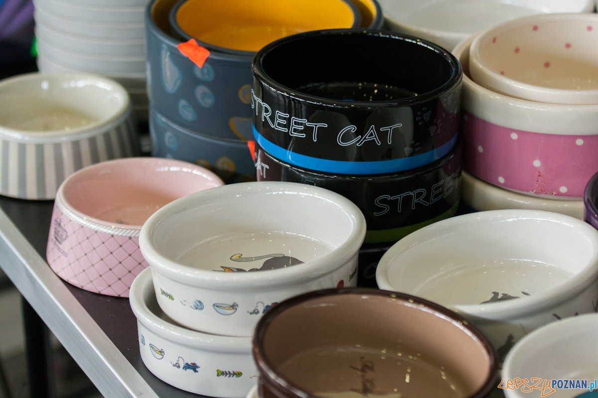 Wystawa kotów rasowych (20.02.2016) MTP Foto: © lepszyPOZNAN.pl / Karolina Kiraga Wystawa kotów rasowych (20.02.2016) MTP Foto: © lepszyPOZNAN.pl / Karolina Kiraga