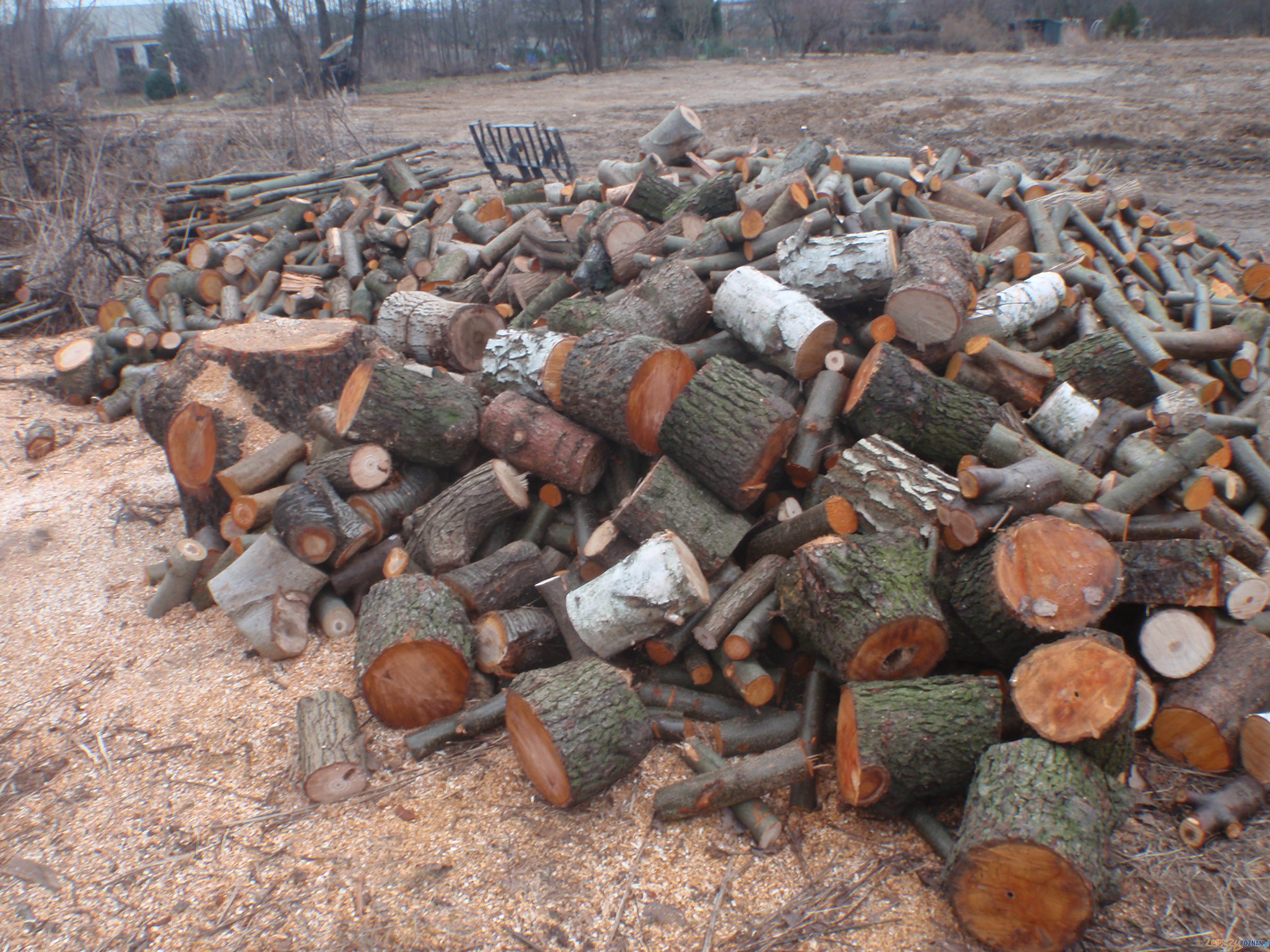 Nielegalna wycinka drzew na Podolanach Foto: Straż Miejska Miasta Poznania Nielegalna wycinka drzew na Podolanach Foto: Straż Miejska Miasta Poznania