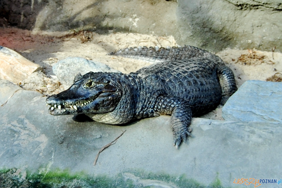 Udane spotkanie ze... smokami! Foto: ZOO Poznań Udane spotkanie ze... smokami! Foto: ZOO Poznań